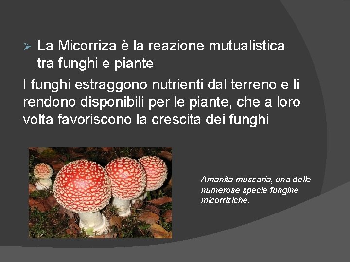 La Micorriza è la reazione mutualistica tra funghi e piante I funghi estraggono nutrienti