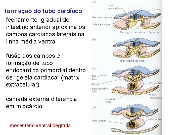 formação do tubo cardíaco fechamento gradual do intestino anterior aproxima os campos cardíacos laterais