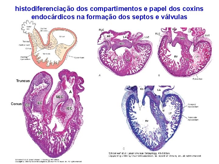 histodiferenciação dos compartimentos e papel dos coxins endocárdicos na formação dos septos e válvulas