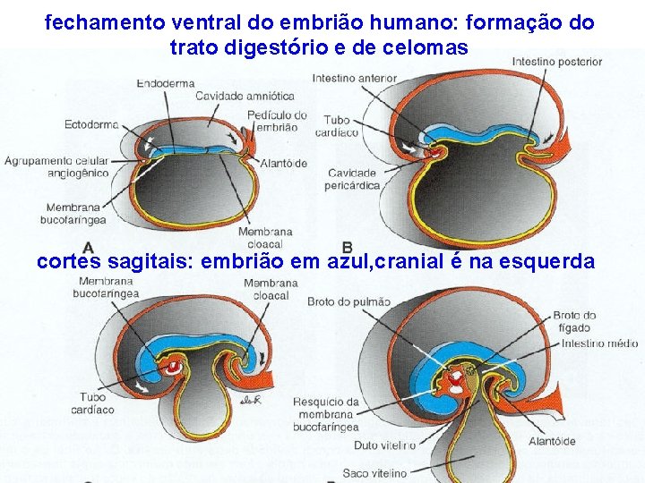 fechamento ventral do embrião humano: formação do trato digestório e de celomas cortes sagitais: