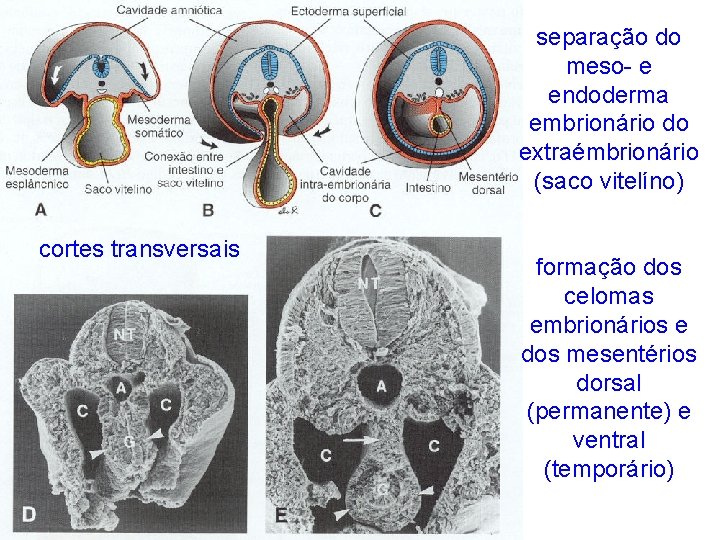 separação do meso- e endoderma embrionário do extraémbrionário (saco vitelíno) cortes transversais formação dos