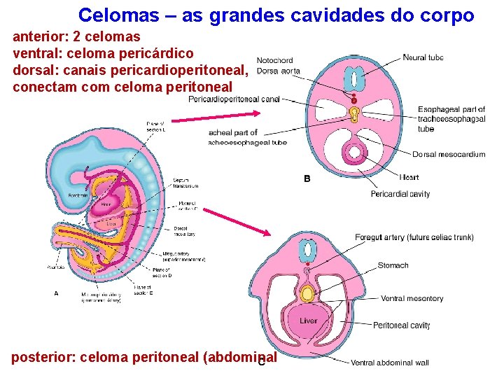 Celomas – as grandes cavidades do corpo anterior: 2 celomas ventral: celoma pericárdico dorsal: