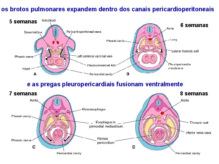 os brotos pulmonares expandem dentro dos canais pericardioperitoneais 5 semanas 6 semanas e as
