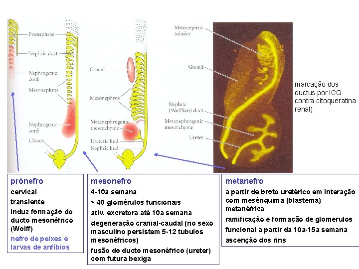 marcação dos ductus por ICQ contra citoqueratina renal) prónefro mesonefro metanefro cervical transiente induz