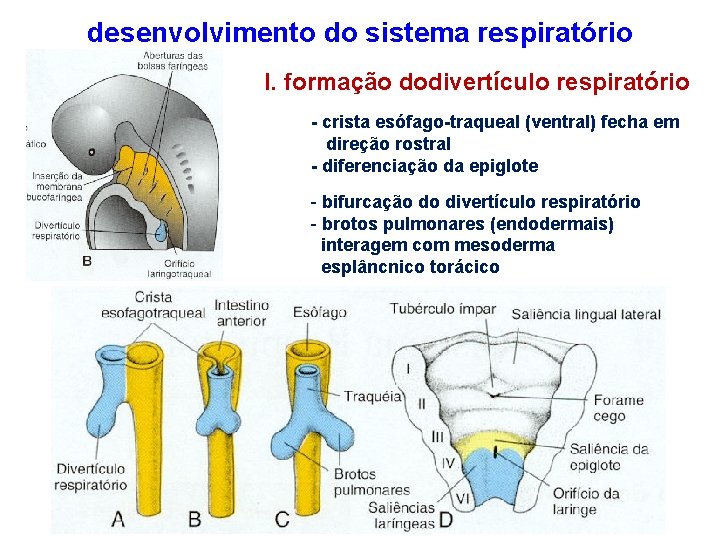 desenvolvimento do sistema respiratório I. formação dodivertículo respiratório - crista esófago-traqueal (ventral) fecha em