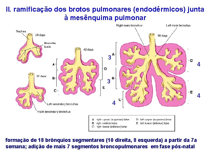 II. ramificação dos brotos pulmonares (endodérmicos) junta à mesênquima pulmonar 3 4 4 formação