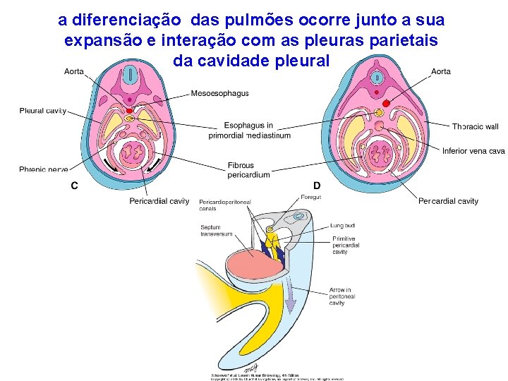 a diferenciação das pulmões ocorre junto a sua expansão e interação com as pleuras