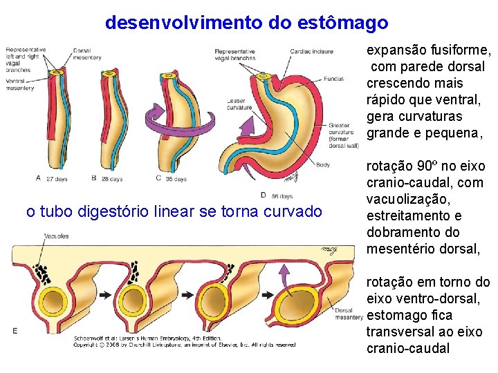 desenvolvimento do estômago expansão fusiforme, com parede dorsal crescendo mais rápido que ventral, gera