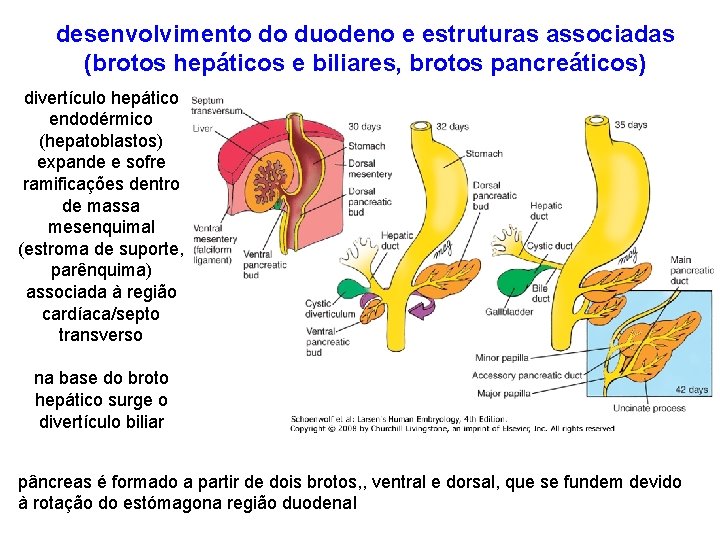 desenvolvimento do duodeno e estruturas associadas (brotos hepáticos e biliares, brotos pancreáticos) divertículo hepático
