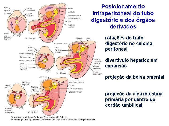 Posicionamento intraperitoneal do tubo digestório e dos órgãos derivados rotações do trato digestório no
