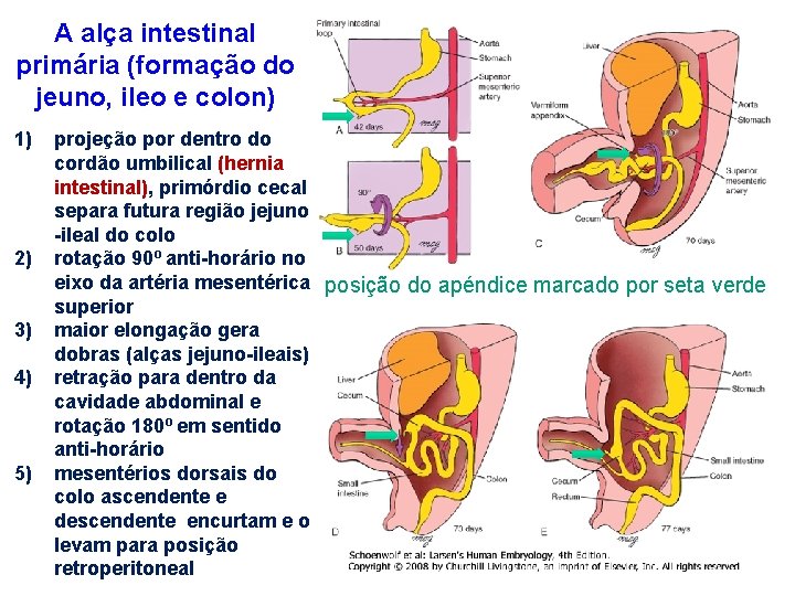 A alça intestinal primária (formação do jeuno, ileo e colon) 1) 2) 3) 4)