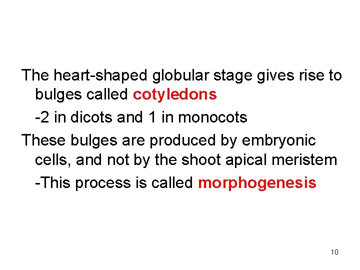 The heart-shaped globular stage gives rise to bulges called cotyledons -2 in dicots and