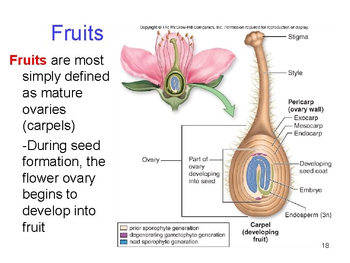 Fruits are most simply defined as mature ovaries (carpels) -During seed formation, the flower