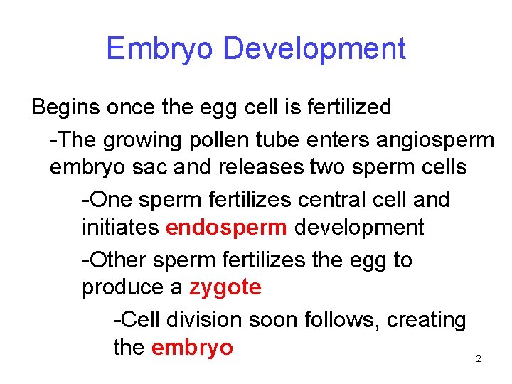 Embryo Development Begins once the egg cell is fertilized -The growing pollen tube enters