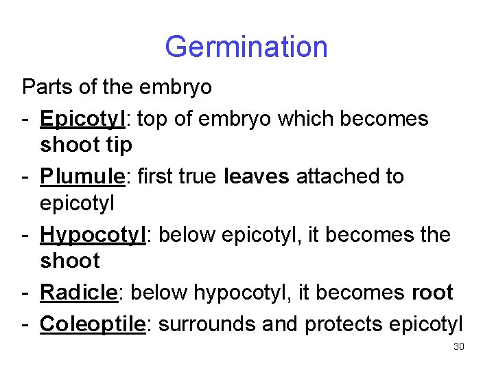 Germination Parts of the embryo - Epicotyl: top of embryo which becomes shoot tip