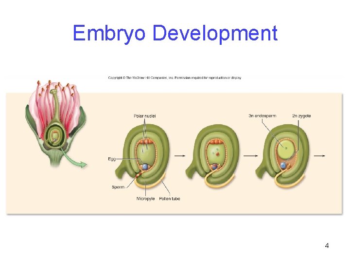Embryo Development 4 