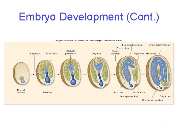 Embryo Development (Cont. ) 5 