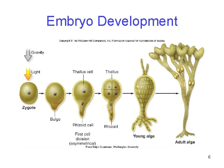 Embryo Development 6 