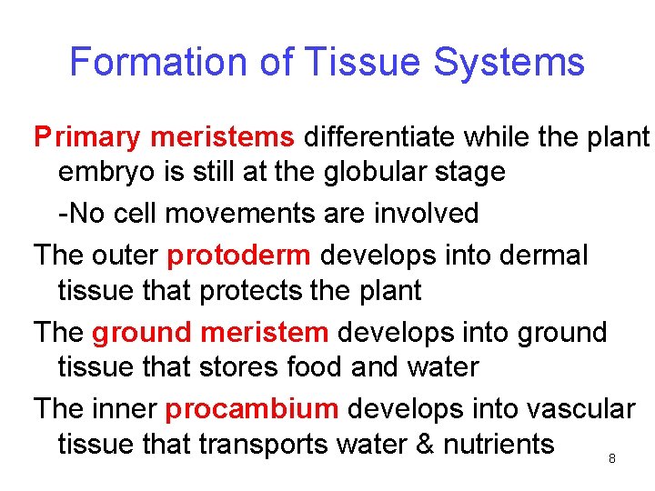 Formation of Tissue Systems Primary meristems differentiate while the plant embryo is still at
