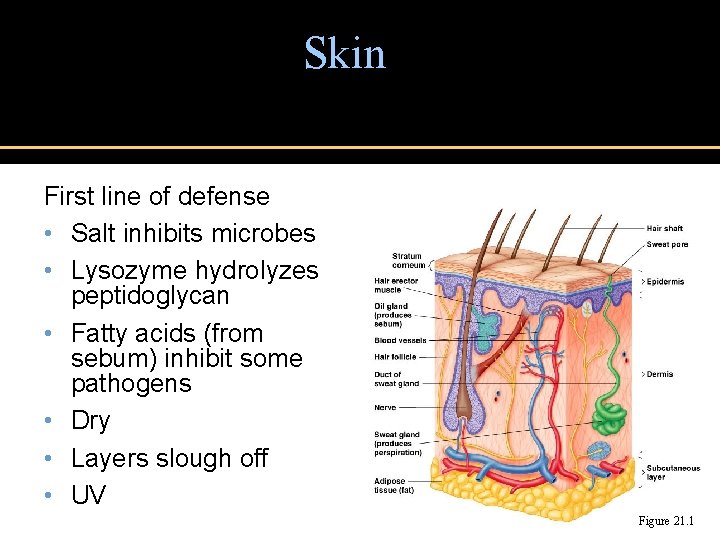 Skin First line of defense • Salt inhibits microbes • Lysozyme hydrolyzes peptidoglycan •