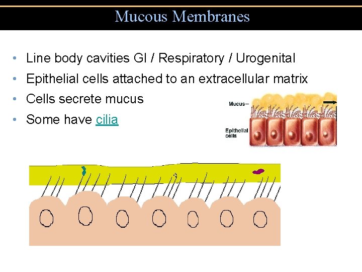 Mucous Membranes • Line body cavities GI / Respiratory / Urogenital • Epithelial cells