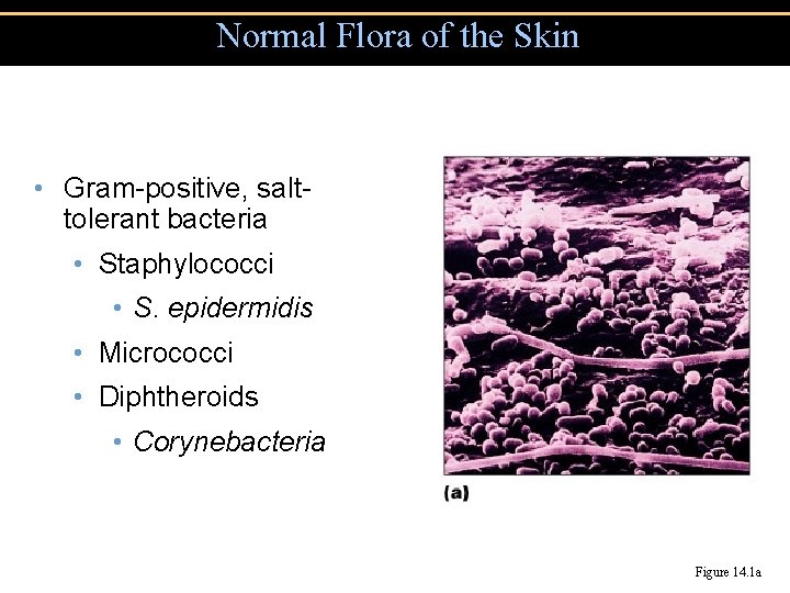 Normal Flora of the Skin • Gram-positive, salttolerant bacteria • Staphylococci • S. epidermidis
