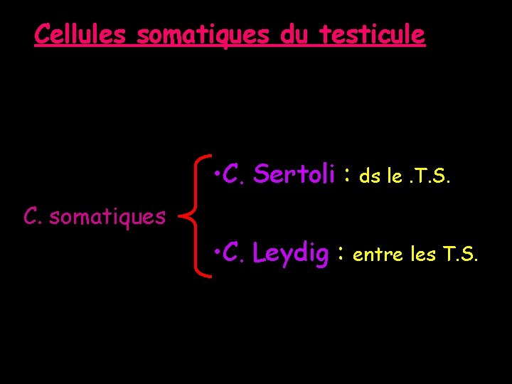 Cellules somatiques du testicule • C. Sertoli : ds le. T. S. C. somatiques