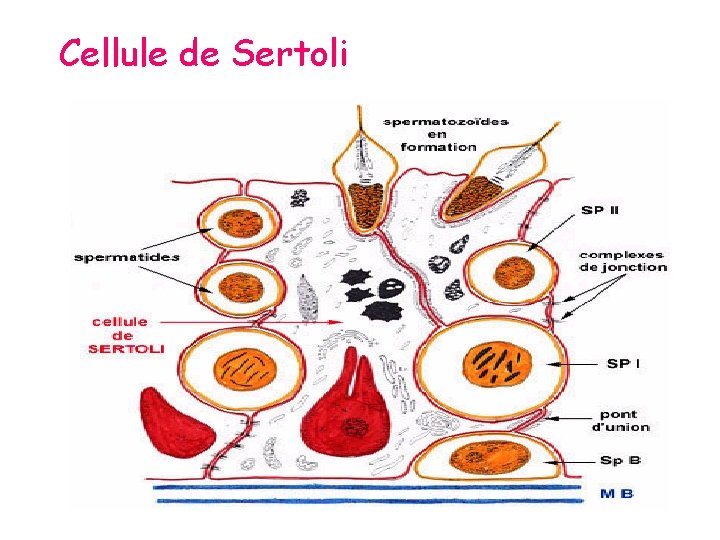 Cellule de Sertoli 