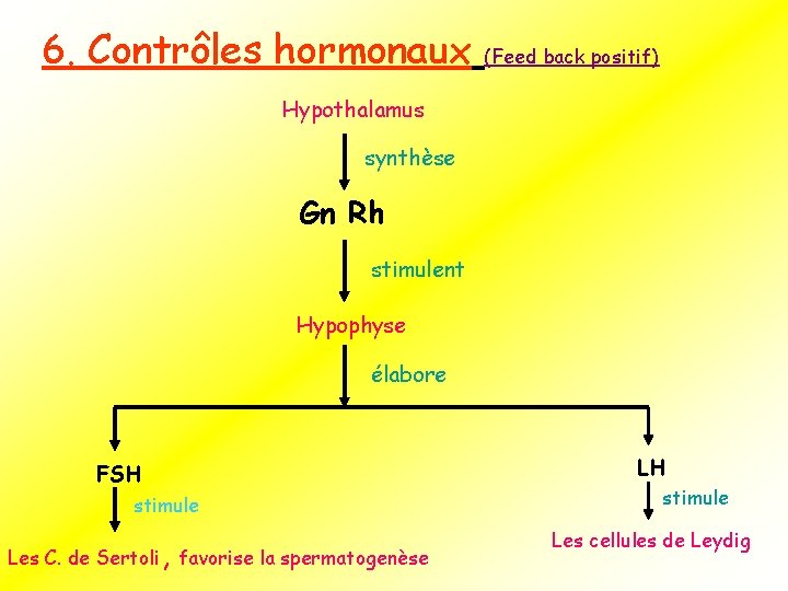 6. Contrôles hormonaux (Feed back positif) Hypothalamus synthèse Gn Rh stimulent Hypophyse élabore FSH