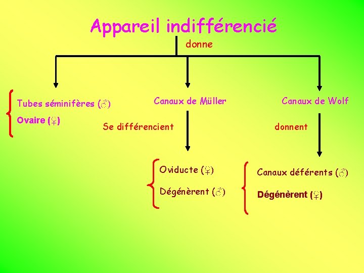 Appareil indifférencié donne Tubes séminifères (♂) Ovaire (♀) Canaux de Müller Se différencient Canaux