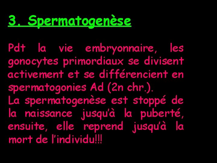 3. Spermatogenèse Pdt la vie embryonnaire, les gonocytes primordiaux se divisent activement et se
