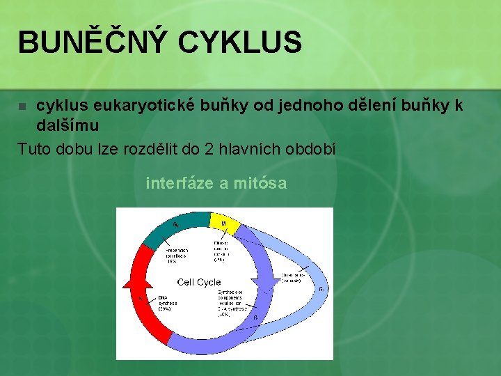 BUNĚČNÝ CYKLUS cyklus eukaryotické buňky od jednoho dělení buňky k dalšímu Tuto dobu lze