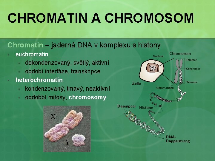 CHROMATIN A CHROMOSOM Chromatin – jaderná DNA v komplexu s histony § § euchromatin