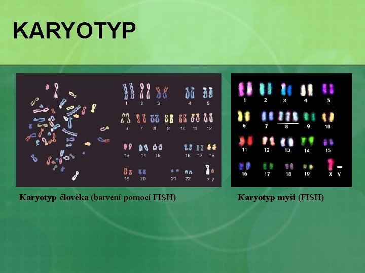 KARYOTYP Karyotyp člověka (barvení pomocí FISH) Karyotyp myši (FISH) 