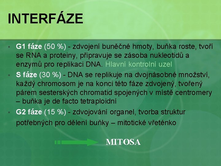 INTERFÁZE § § § G 1 fáze (50 %) - zdvojení buněčné hmoty, buňka