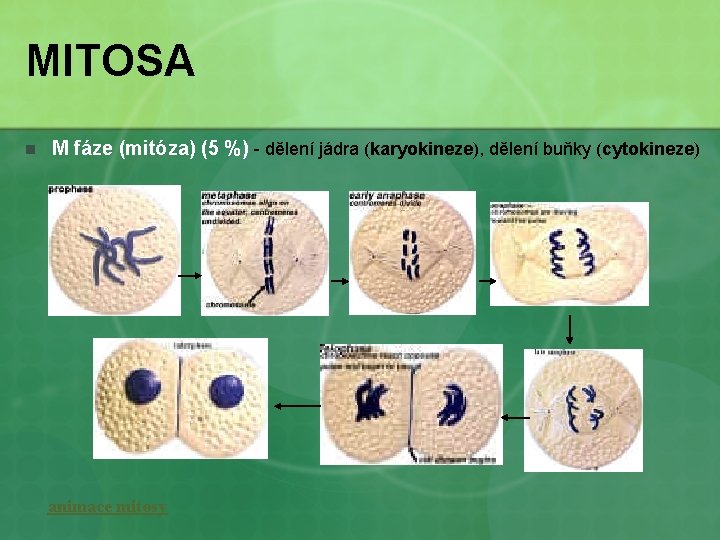 MITOSA n M fáze (mitóza) (5 %) - dělení jádra (karyokineze), dělení buňky (cytokineze)