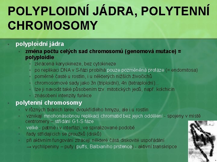 POLYPLOIDNÍ JÁDRA, POLYTENNÍ CHROMOSOMY § polyploidní jádra § změna počtu celých sad chromosomů (genomová