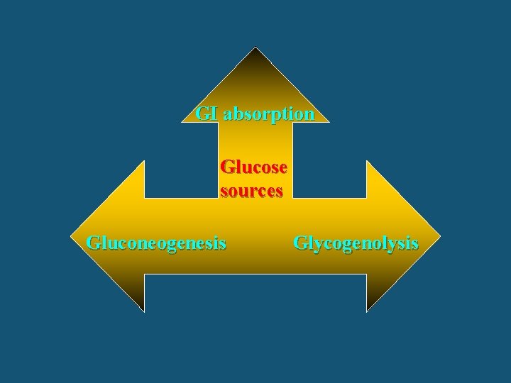 GI absorption Glucose sources Gluconeogenesis Glycogenolysis 