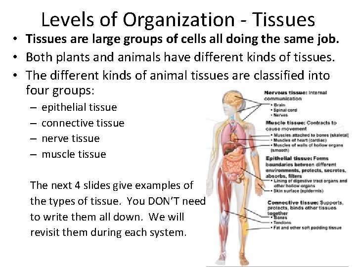 Levels of Organization - Tissues • Tissues are large groups of cells all doing