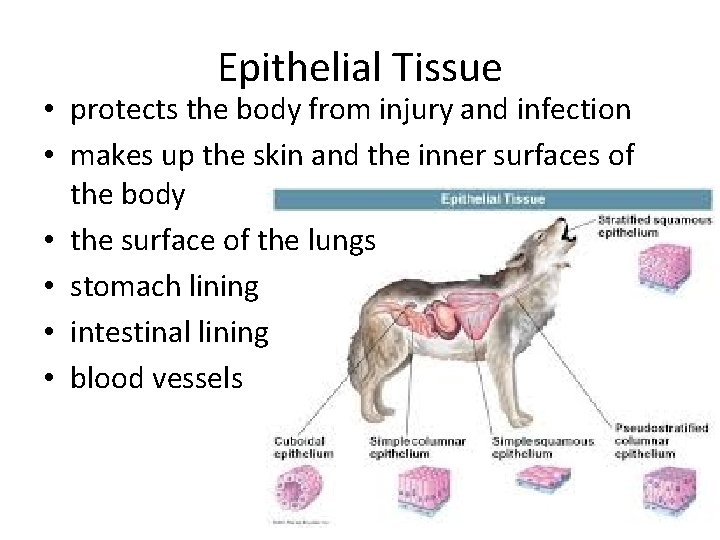 Epithelial Tissue • protects the body from injury and infection • makes up the
