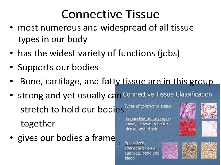 Connective Tissue • most numerous and widespread of all tissue types in our body