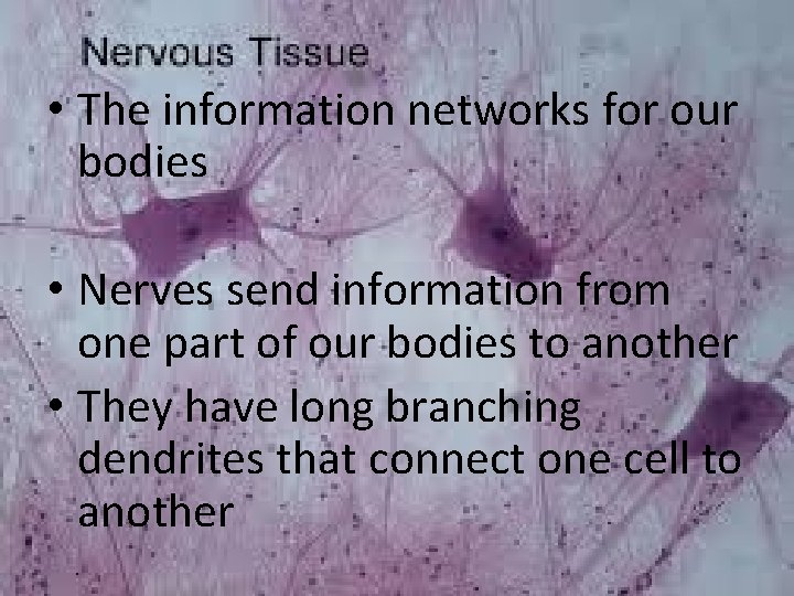  • The information networks for our bodies • Nerves send information from one