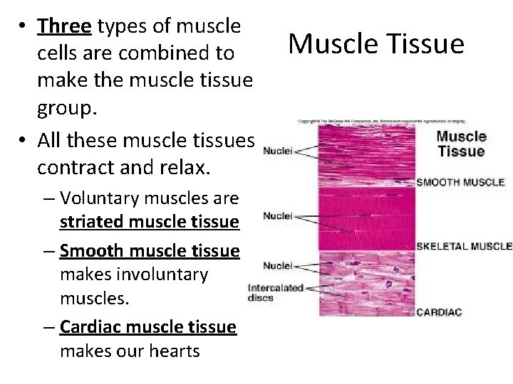  • Three types of muscle cells are combined to make the muscle tissue