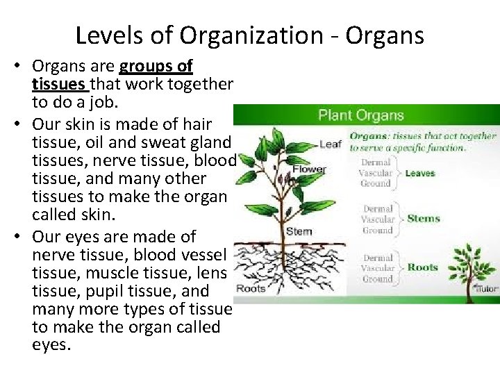 Levels of Organization - Organs • Organs are groups of tissues that work together
