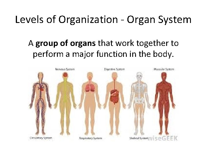 Levels of Organization - Organ System A group of organs that work together to