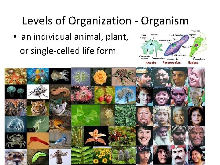 Levels of Organization - Organism • an individual animal, plant, or single-celled life form