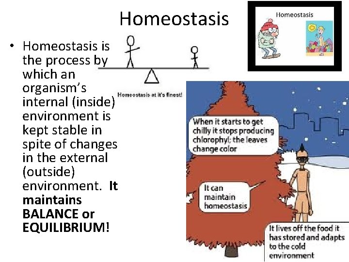 Homeostasis • Homeostasis is the process by which an organism’s internal (inside) environment is