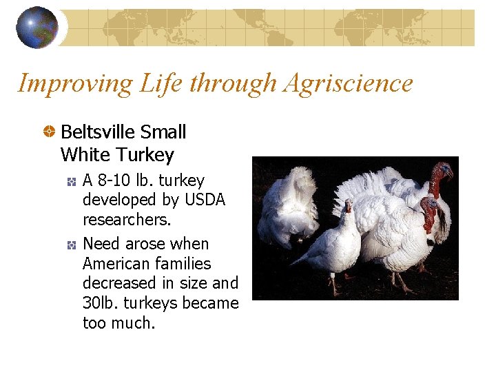 Improving Life through Agriscience Beltsville Small White Turkey A 8 -10 lb. turkey developed