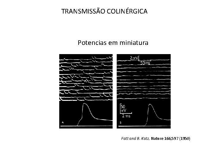 TRANSMISSÃO COLINÉRGICA Potencias em miniatura Fatt and B. Katz, Nature 166, 597 (1950) 