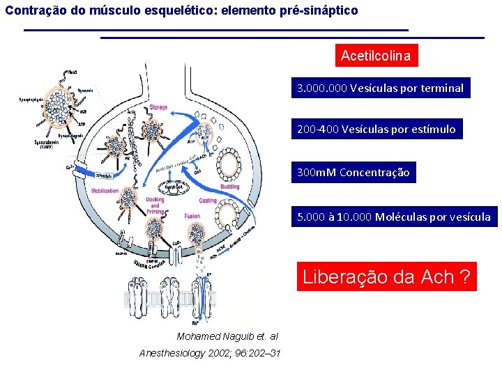 Contração do músculo esquelético: elemento pré-sináptico Acetilcolina 3. 000 Vesículas por terminal 200 -400